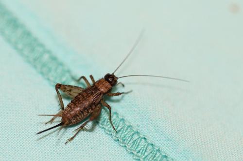 Réf. 242 000 : Nemobius sylvestris sylvestris